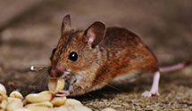 24 Hour & Emergency Exterminators in West Branch, IA